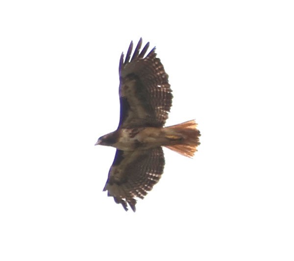 Red-tailed Hawk - ML619963837