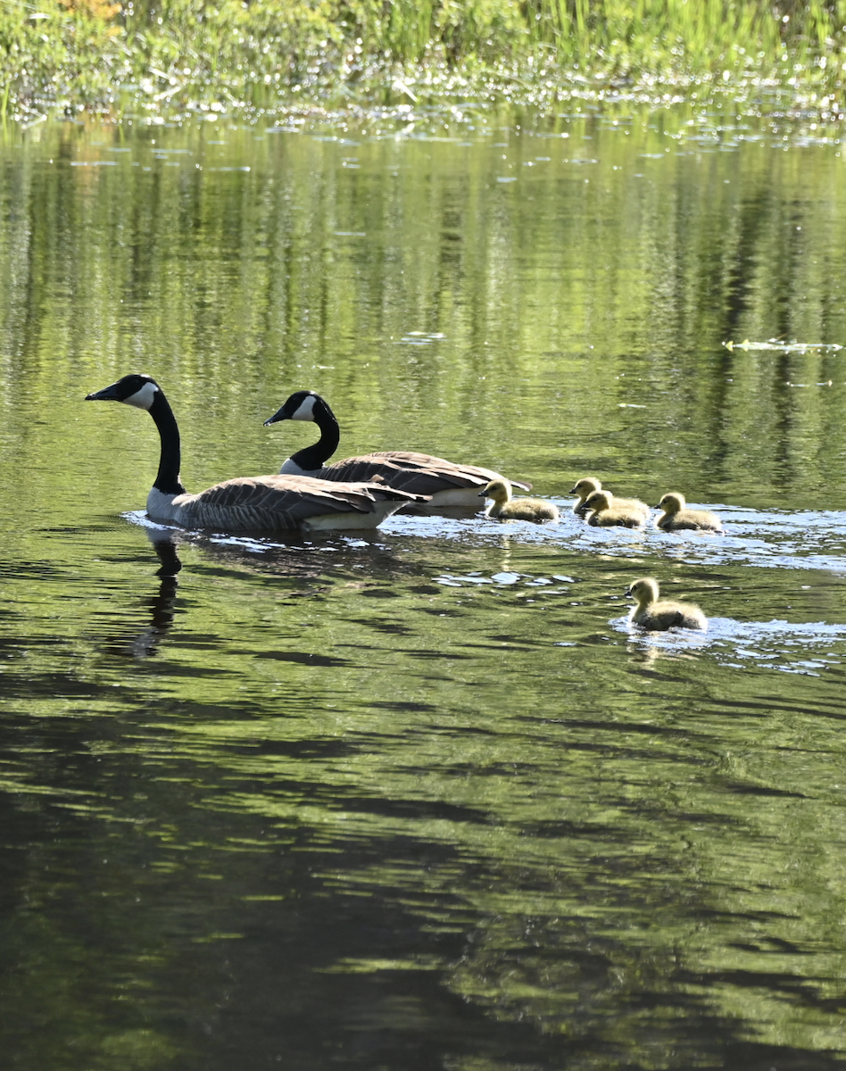 Canada Goose - ML619963840