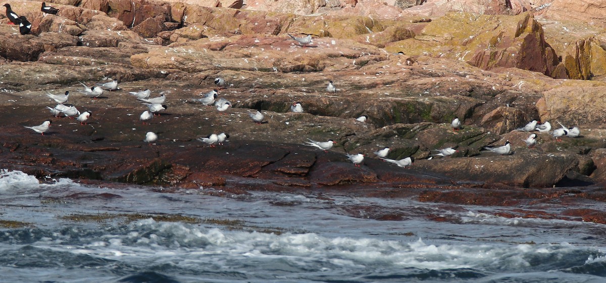 Arctic Tern - ML619963841