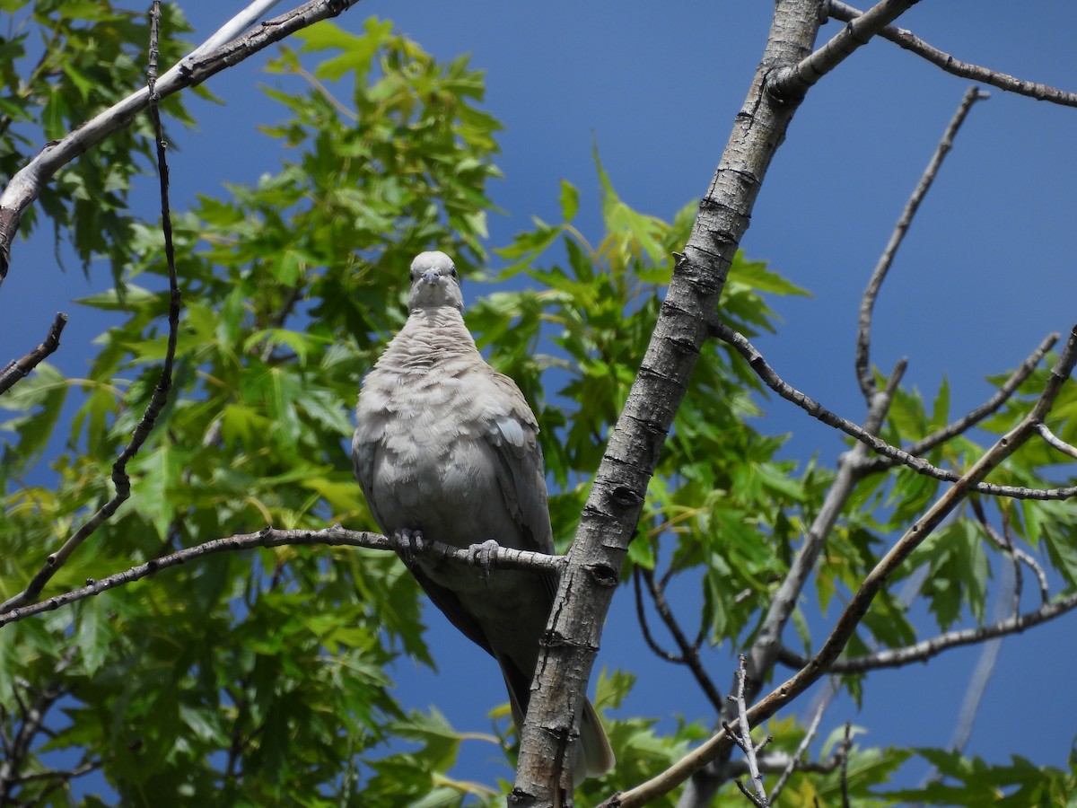 Eurasian Collared-Dove - ML619963843