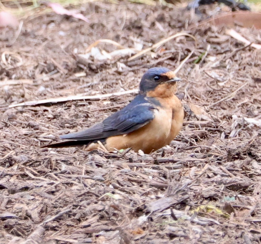 Barn Swallow - ML619963847