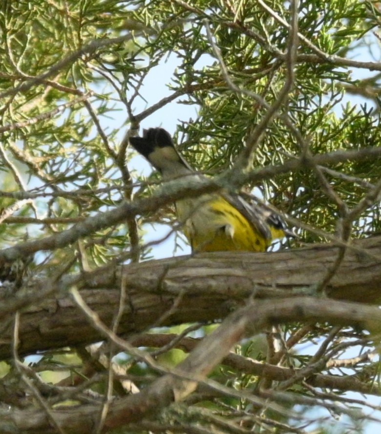 Magnolia Warbler - Diana Szkarlat