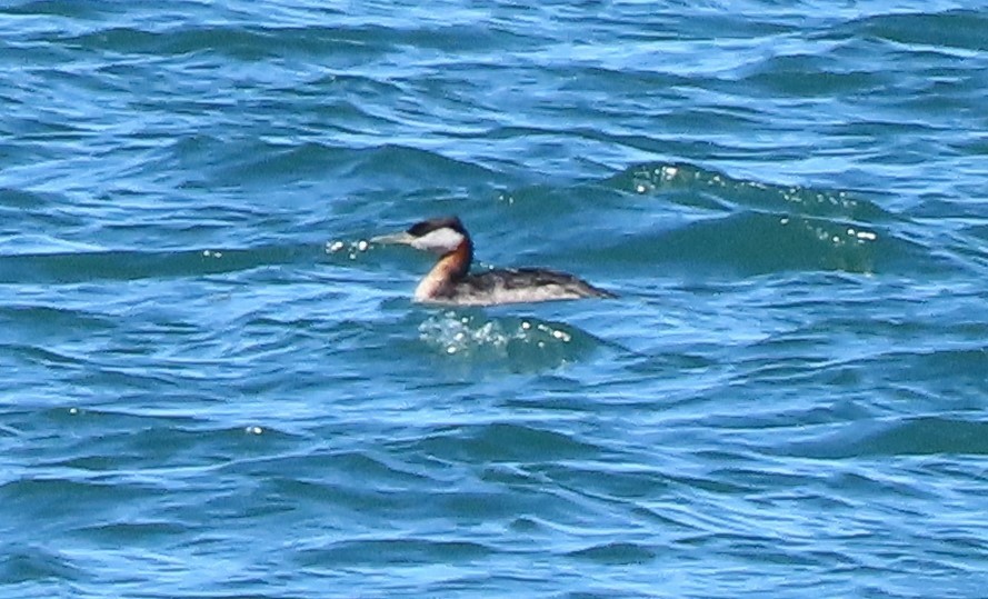 Red-necked Grebe - ML619963863
