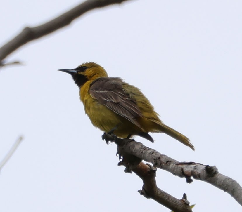 Hooded Oriole - ML619963871