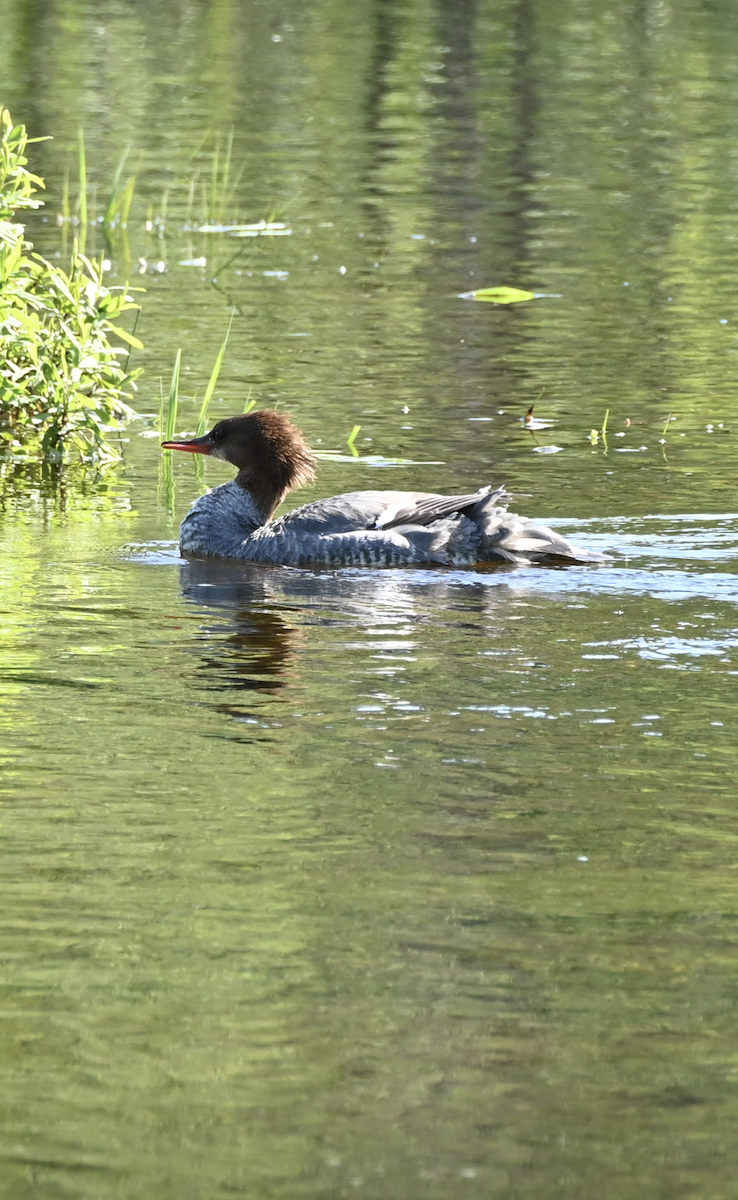 Common Merganser - ML619963872