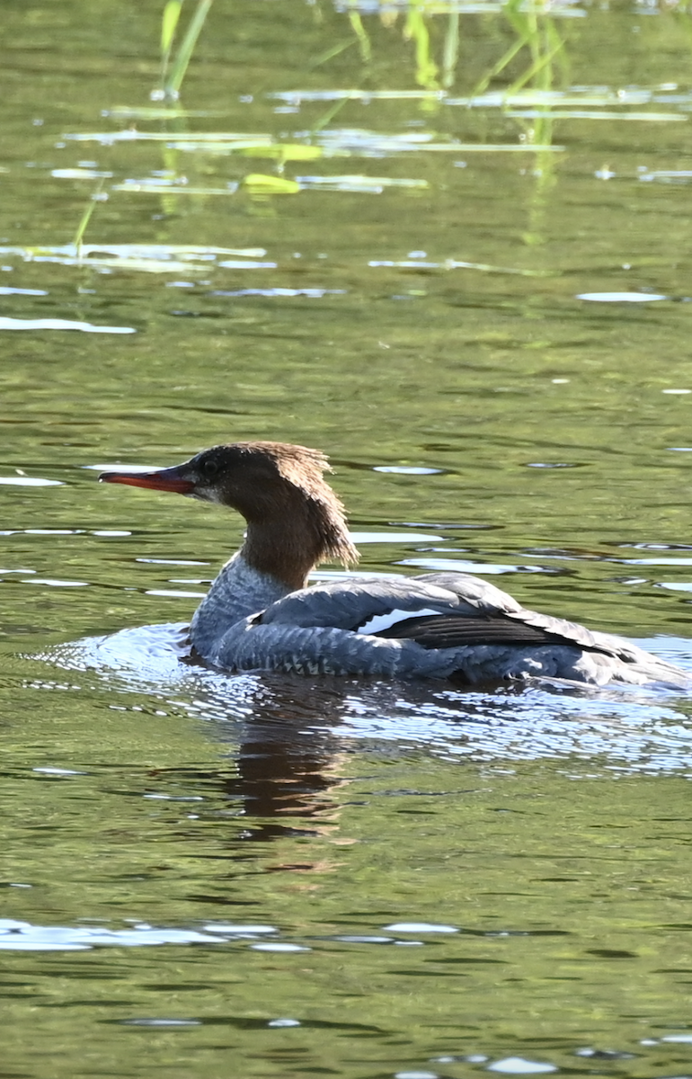 Common Merganser - ML619963873