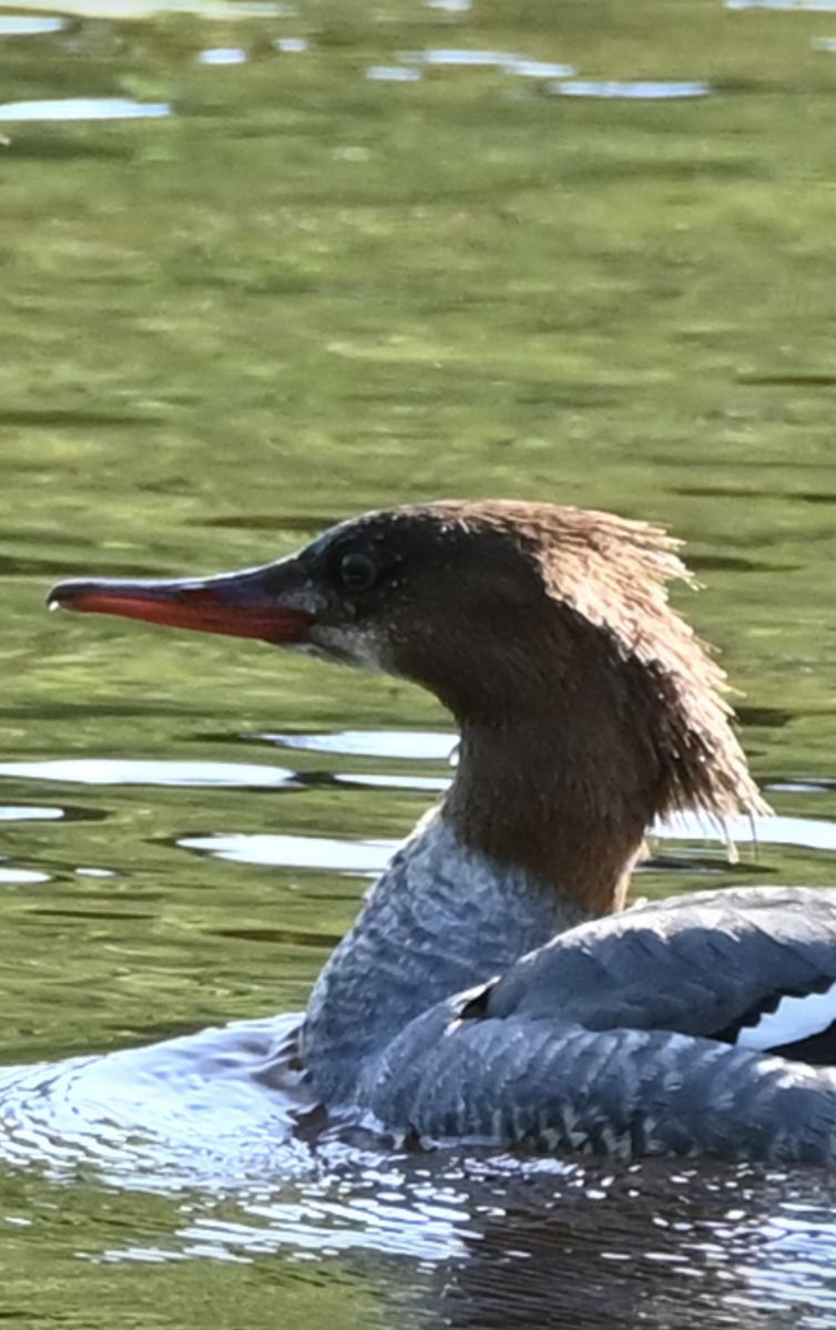 Common Merganser - ML619963874