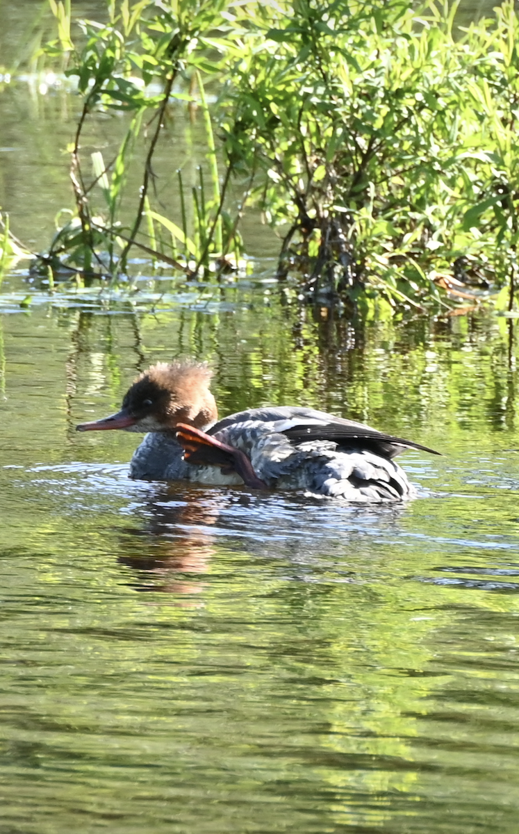 Common Merganser - ML619963876