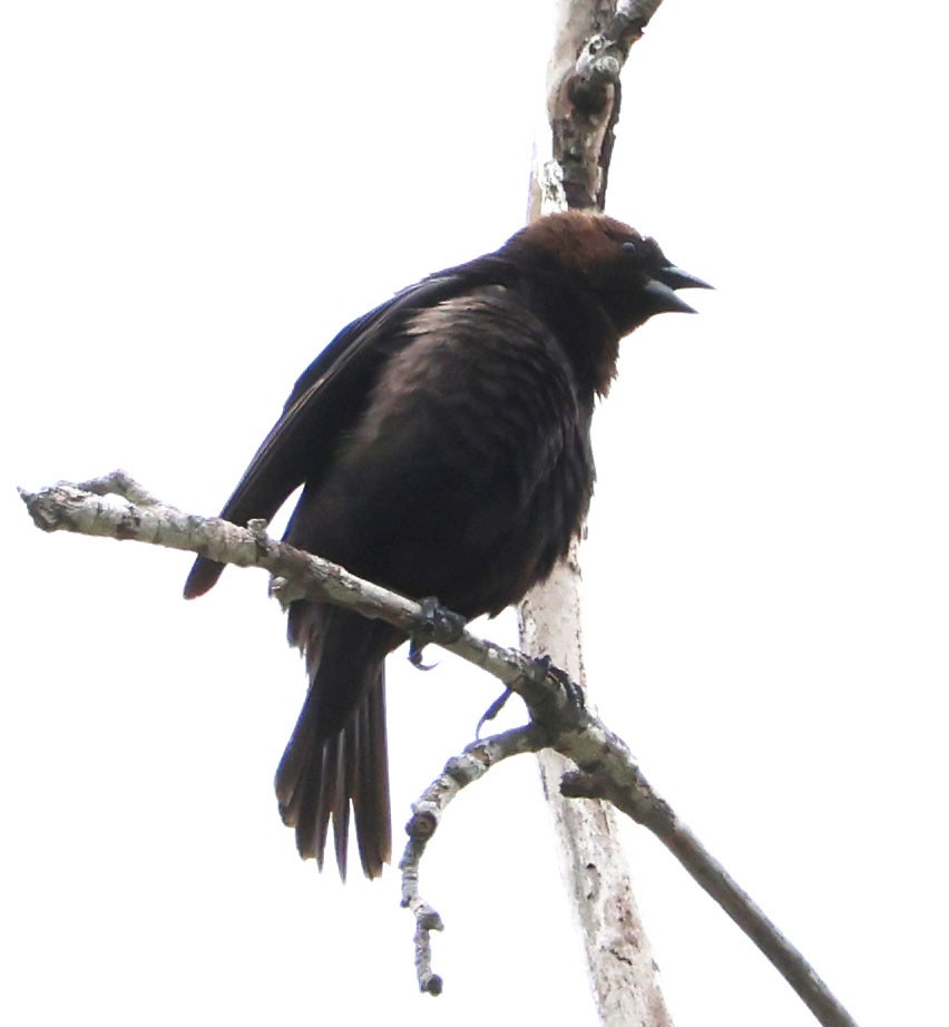 Brown-headed Cowbird - ML619963881