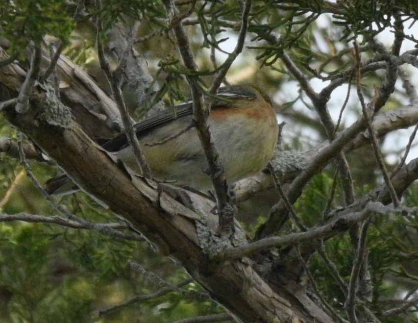 Bay-breasted Warbler - ML619963887