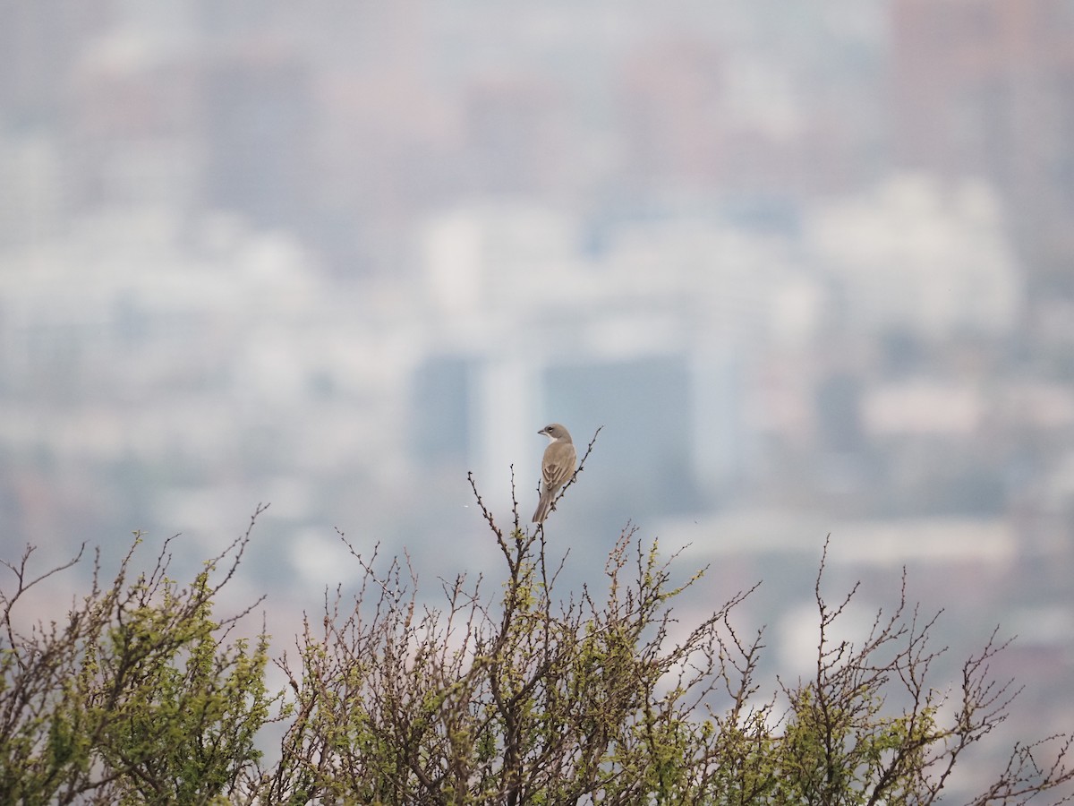 Diuca Finch - ML619963890