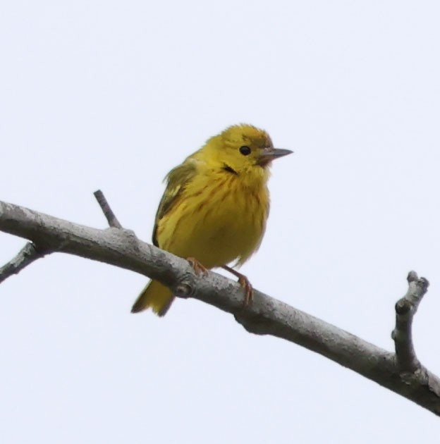 Yellow Warbler - ML619963892