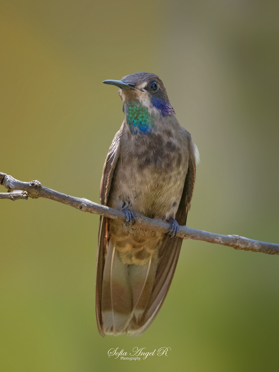 kolibřík fialovouchý - ML619963898
