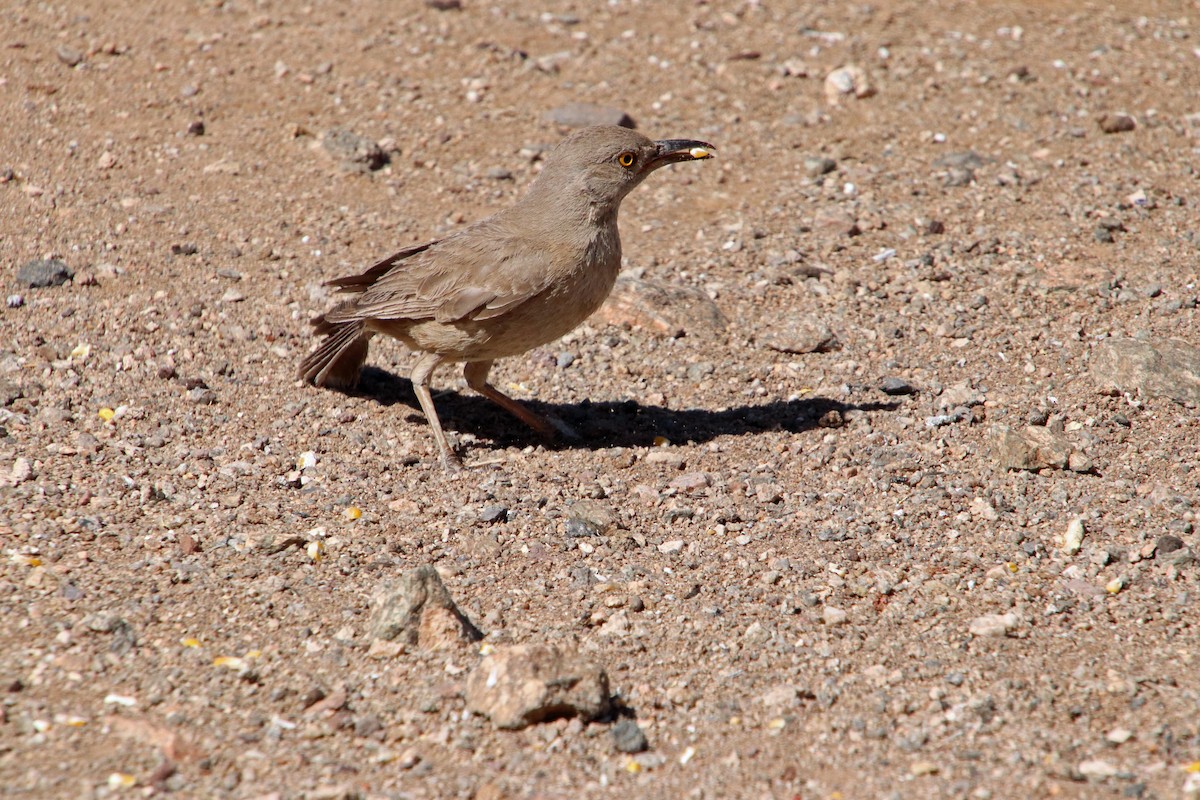 Bendire's Thrasher - ML619963903