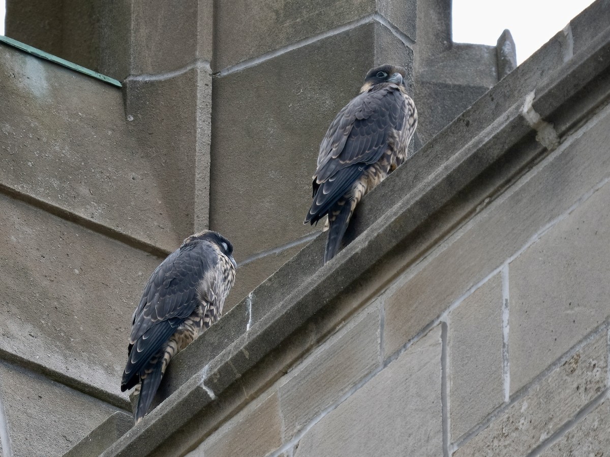 Peregrine Falcon - ML619963907