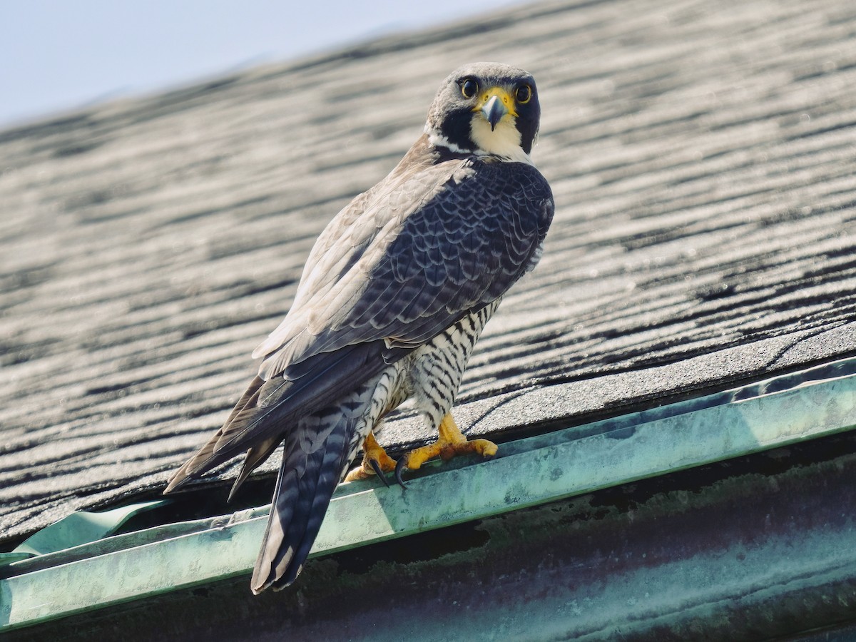 Peregrine Falcon - ML619963908