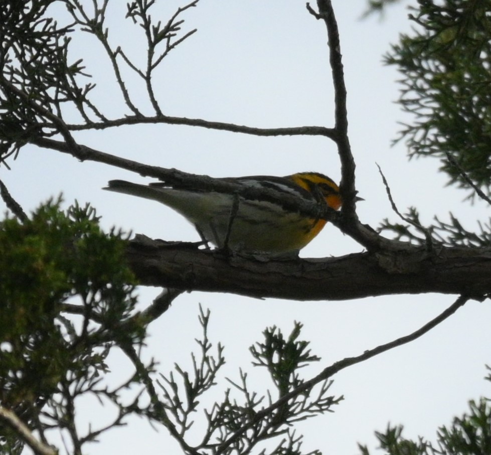 Blackburnian Warbler - ML619963911