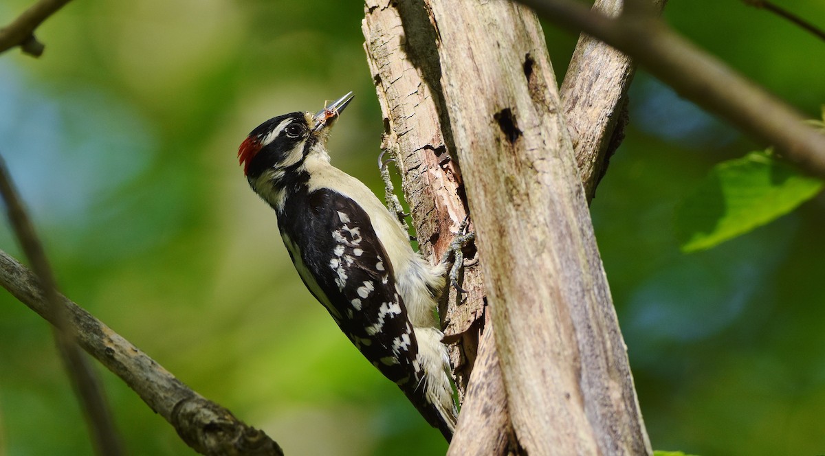 Downy Woodpecker - ML619963923