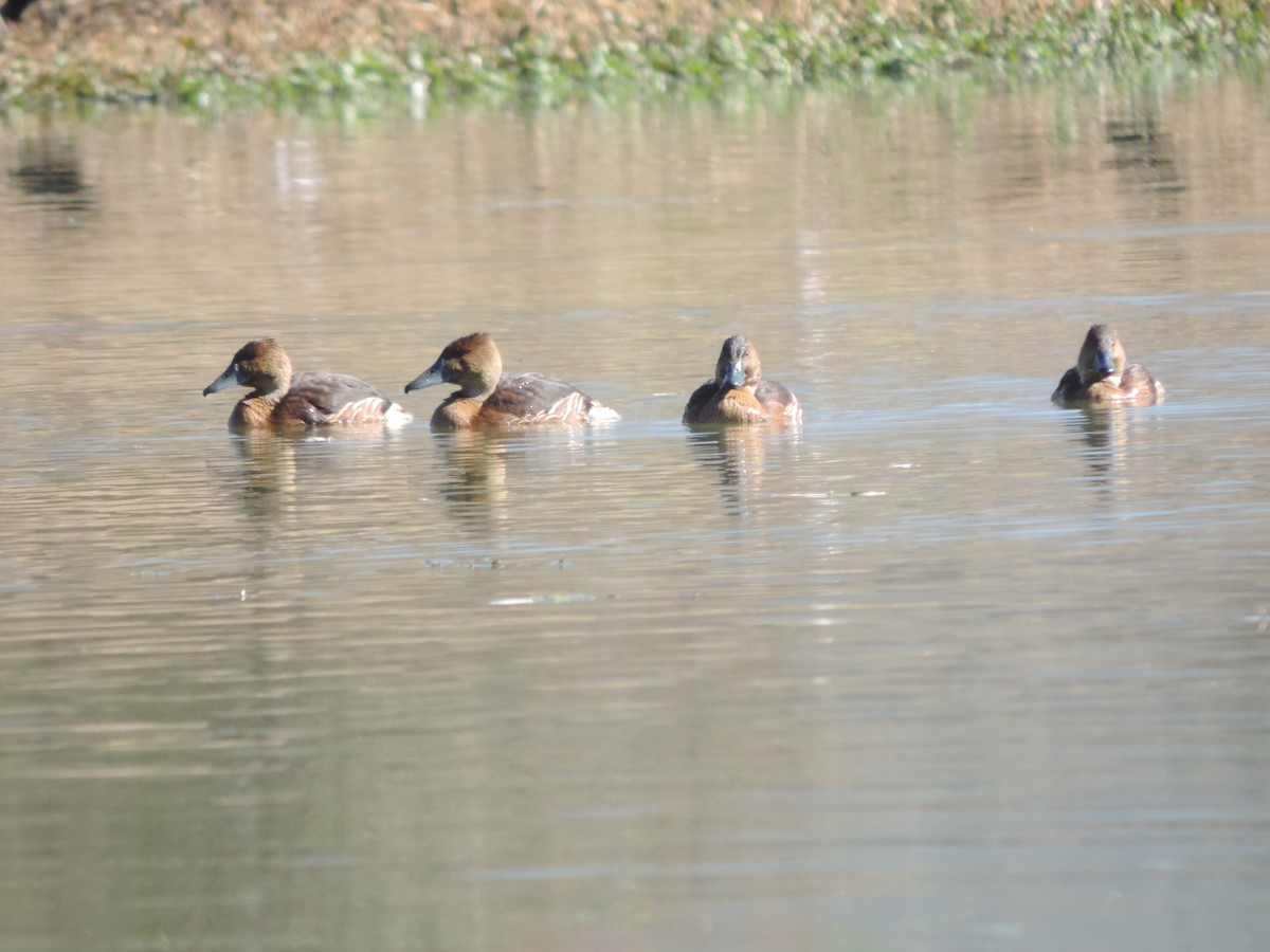 Fulvous Whistling-Duck - ML619963929