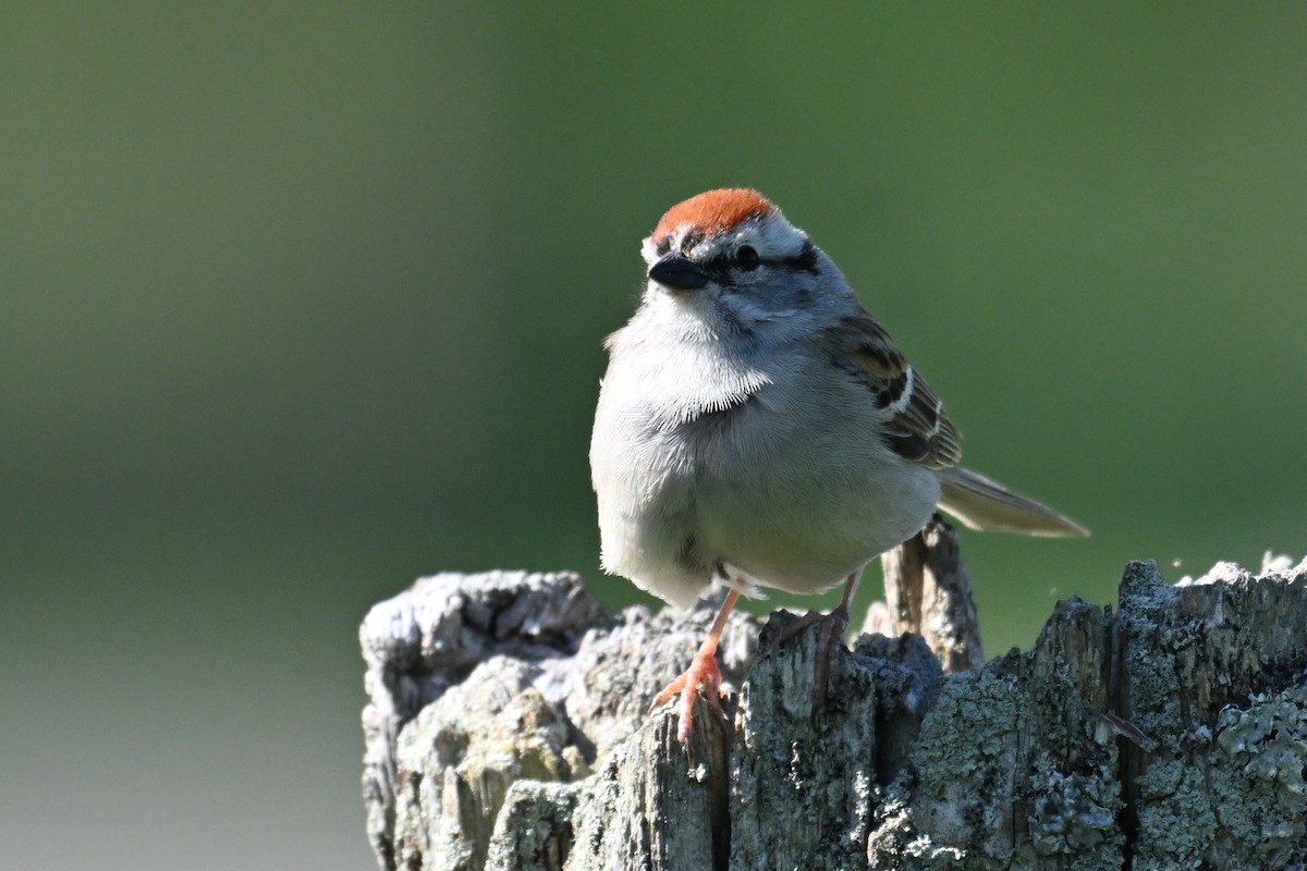 Chipping Sparrow - ML619963930