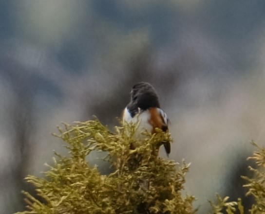 Spotted Towhee - ML619963931