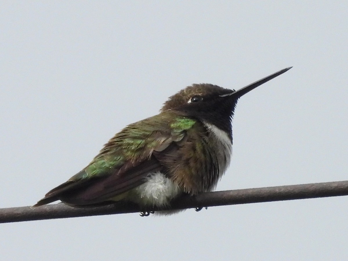 Black-chinned Hummingbird - ML619963934