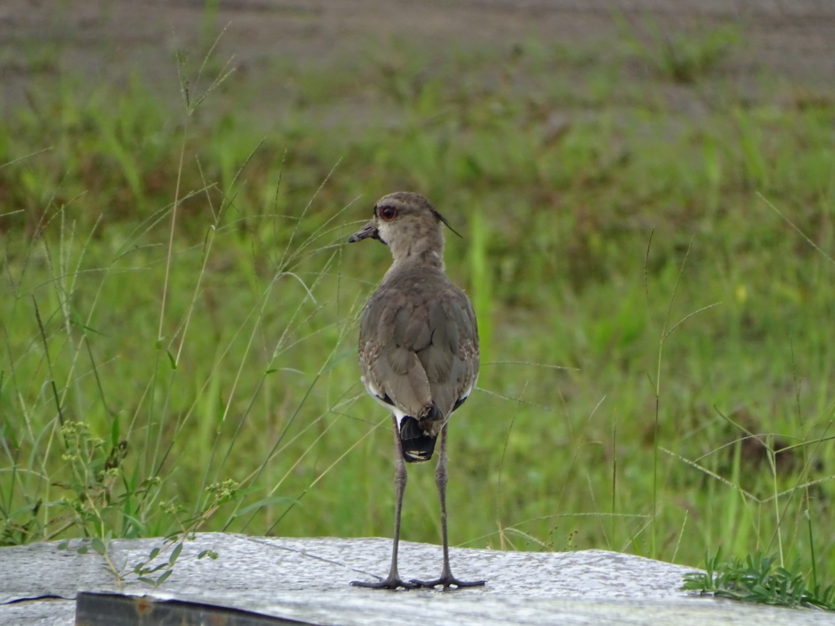 Southern Lapwing - ML619963956