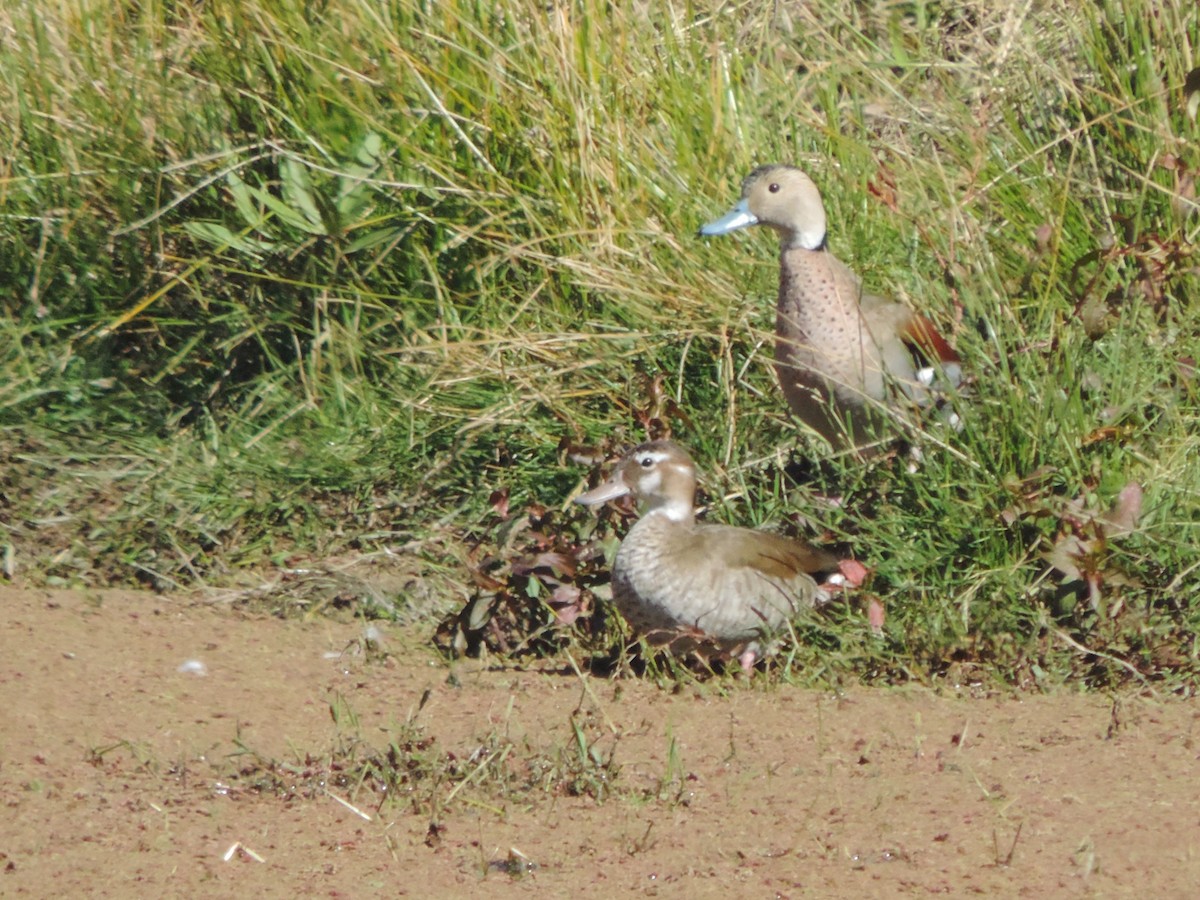 Ringed Teal - ML619963958