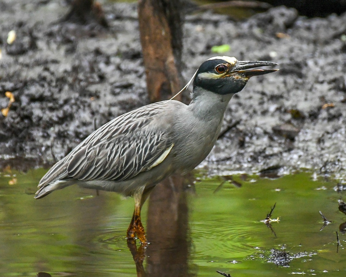 Yellow-crowned Night Heron - ML619963980