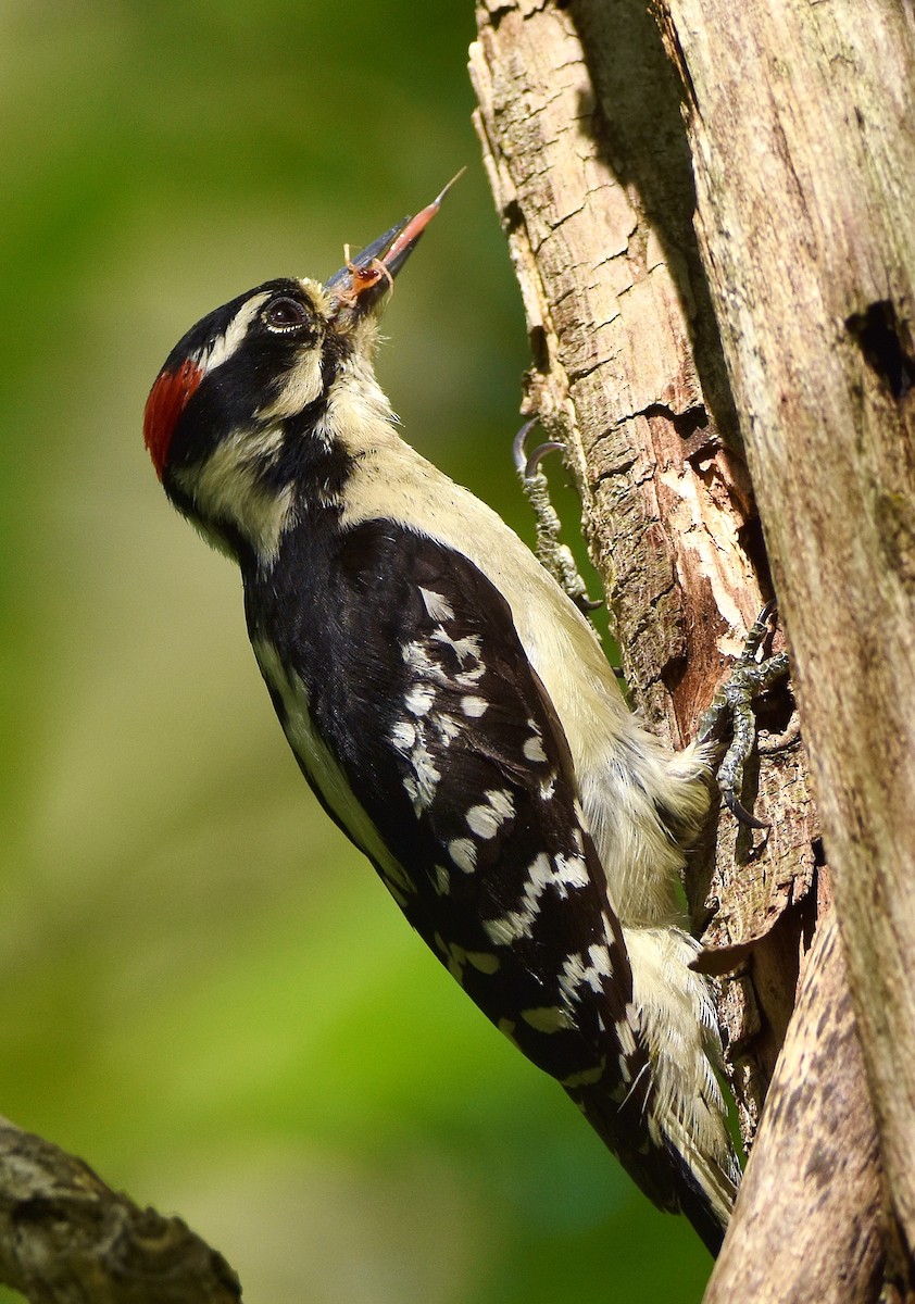 Downy Woodpecker - ML619963983