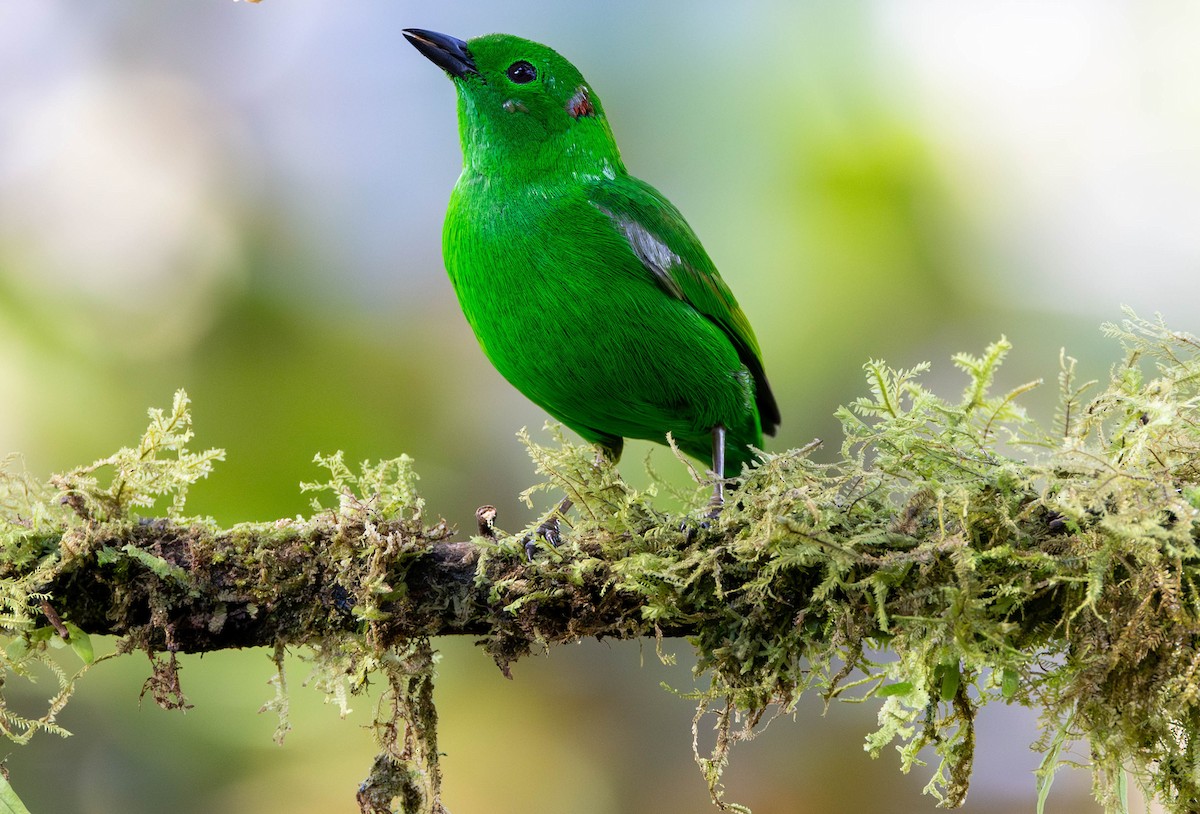 Glistening-green Tanager - ML619963985