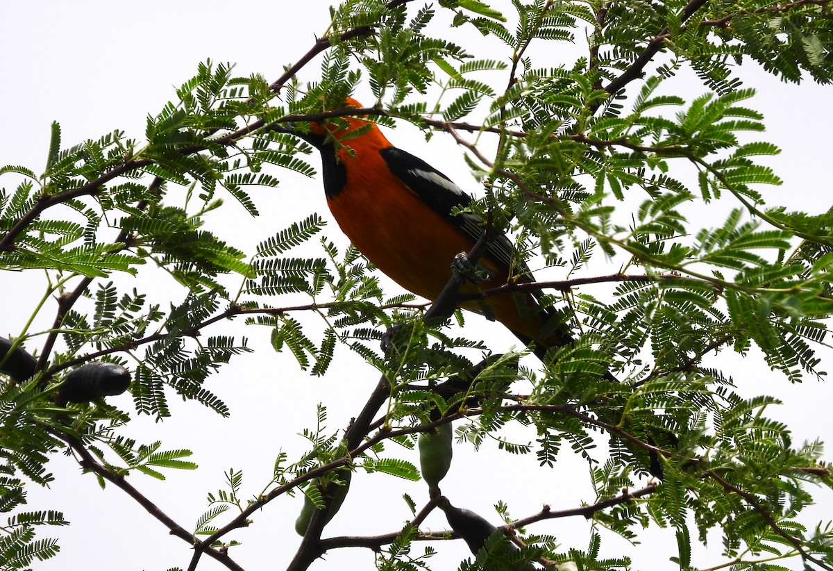 Hooded Oriole - ML619963988