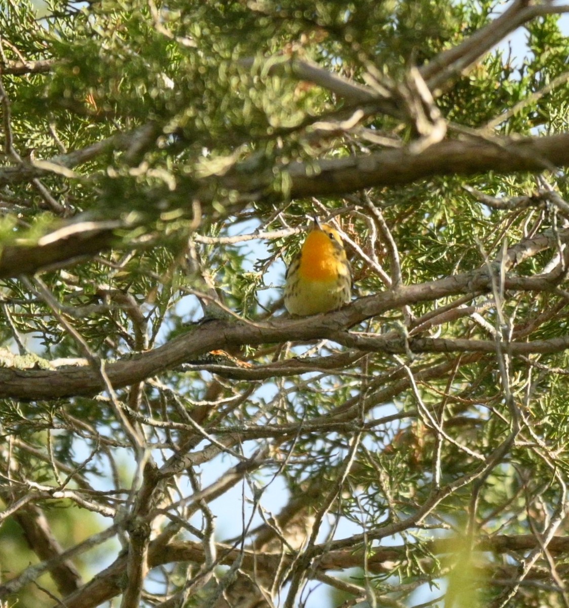 Blackburnian Warbler - Diana Szkarlat