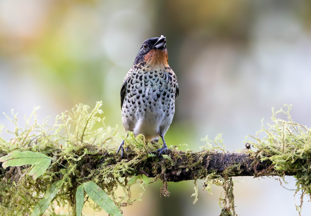 Rufous-throated Tanager - ML619963995