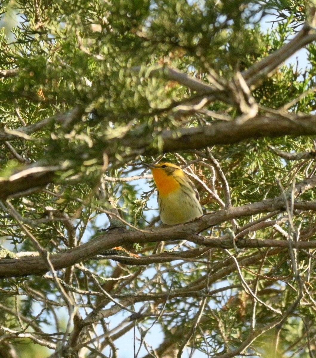 Blackburnian Warbler - ML619963997