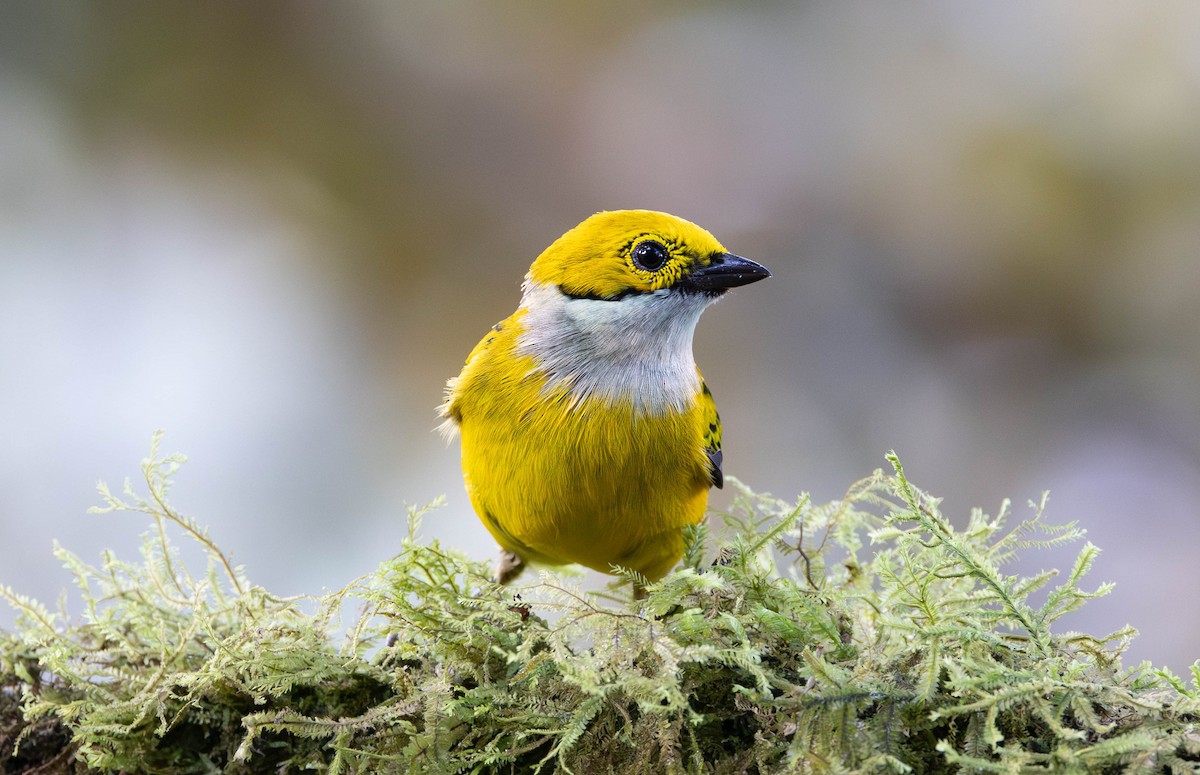 Silver-throated Tanager - ML619964000