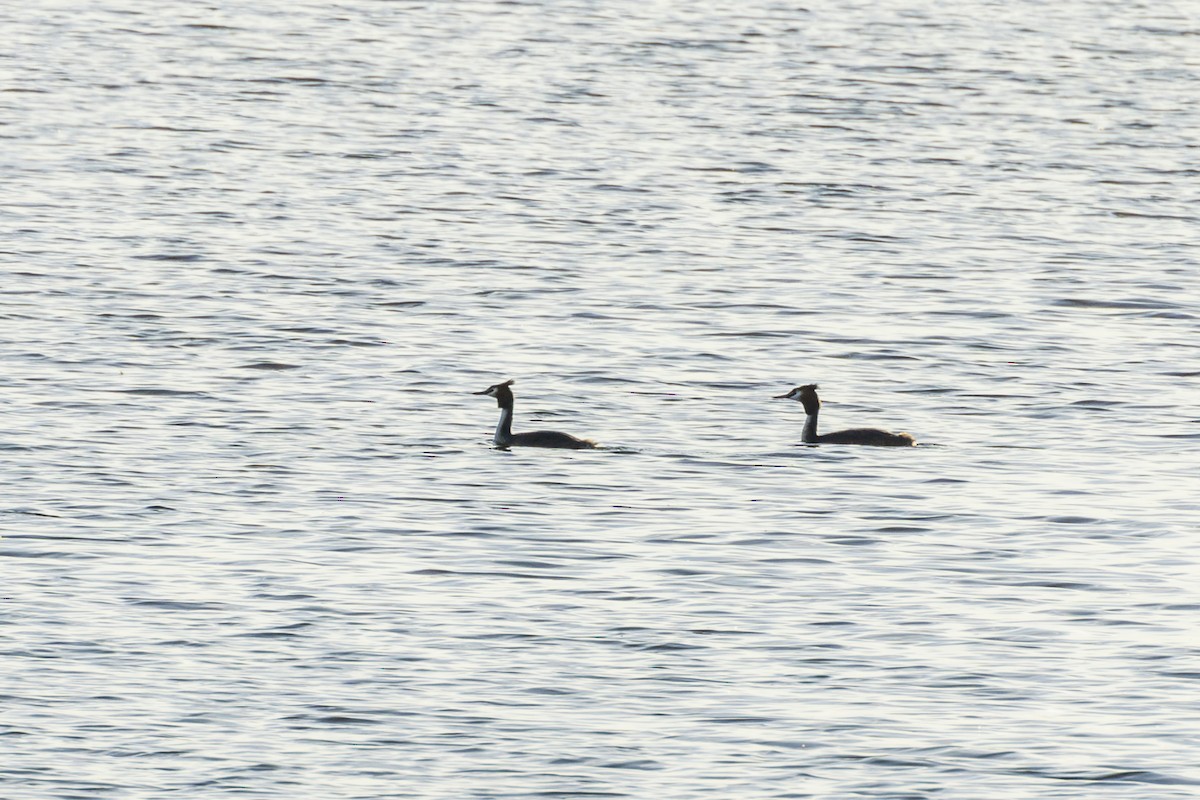 Great Crested Grebe - ML619964001