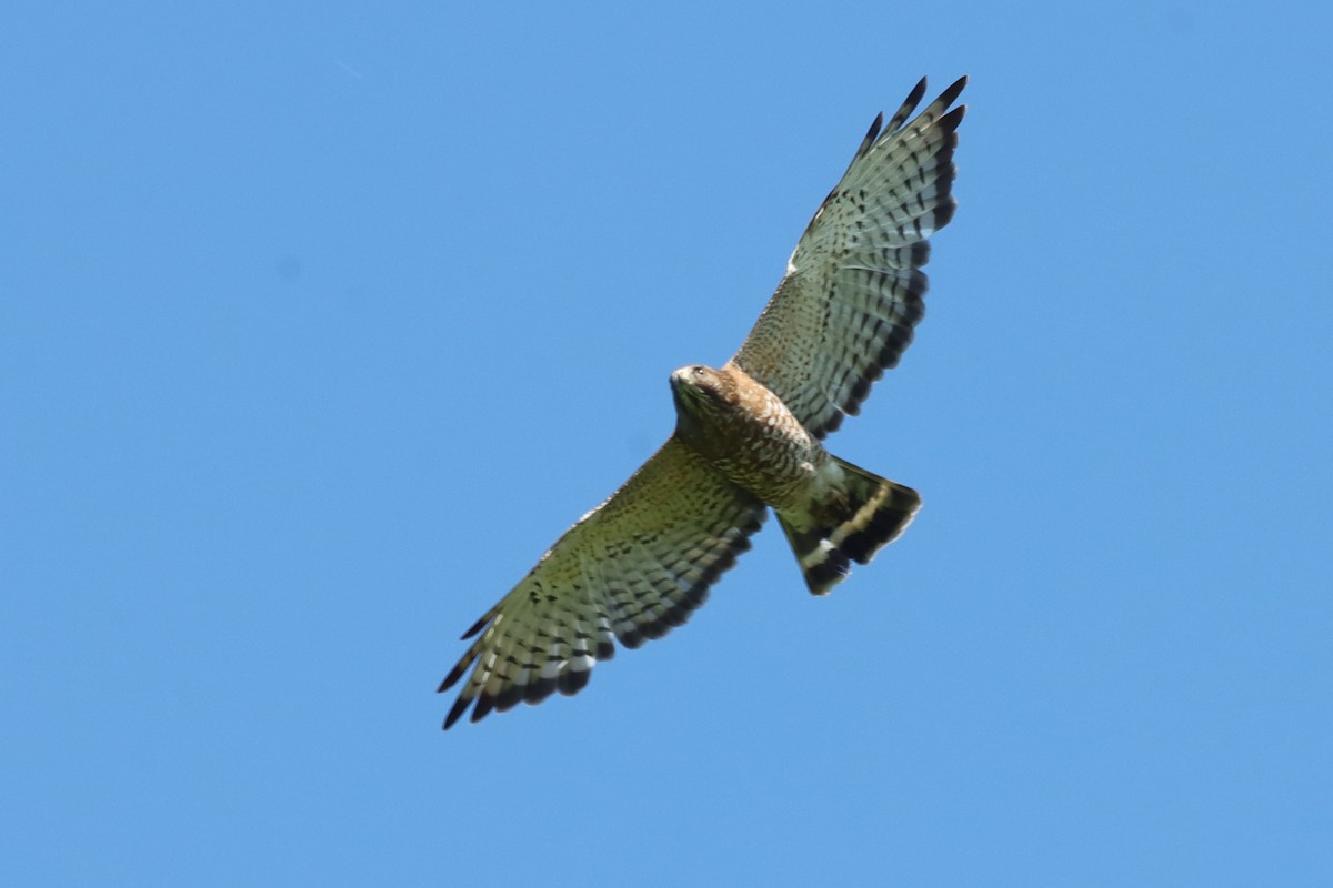 Broad-winged Hawk - ML619964004