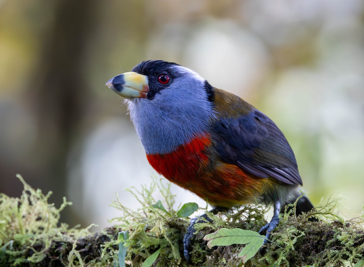 Toucan Barbet - ML619964014