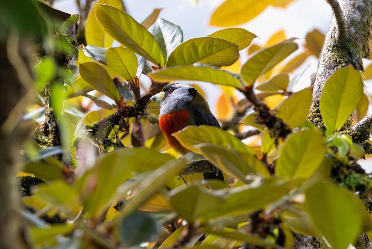 Cabézon toucan - ML619964015