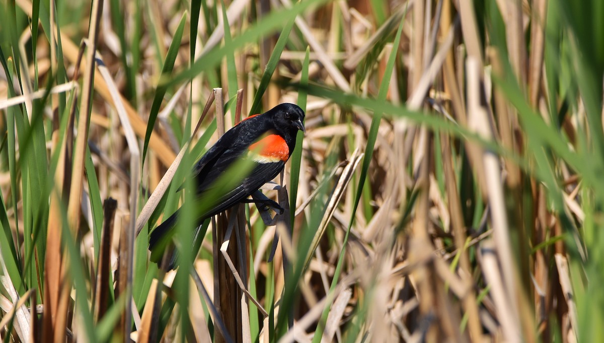 Red-winged Blackbird - ML619964020