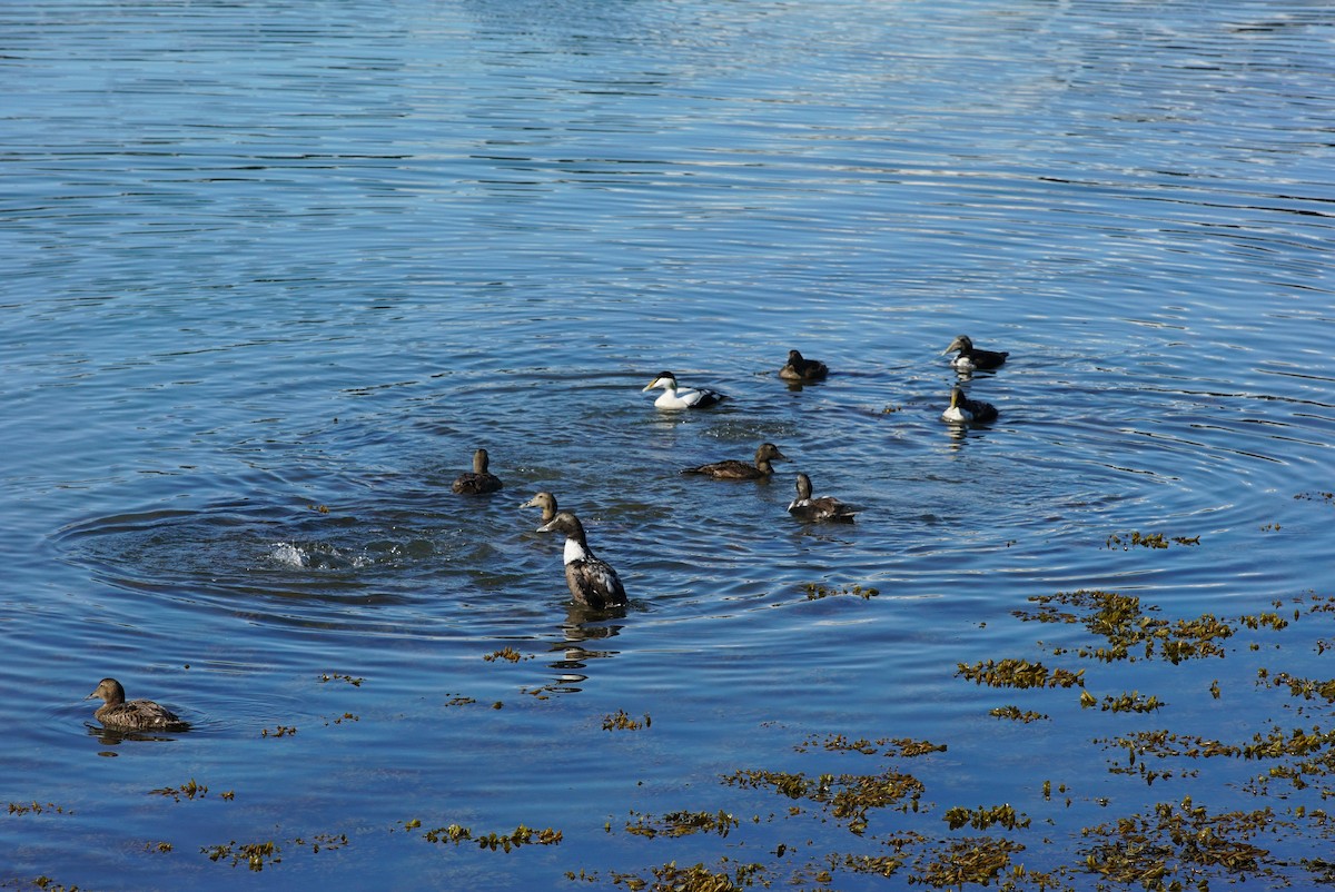 Common Eider - ML619964022