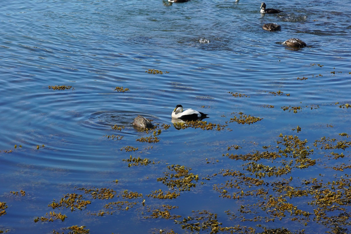 Common Eider - ML619964023