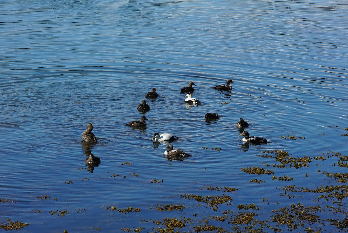 Common Eider - ML619964024