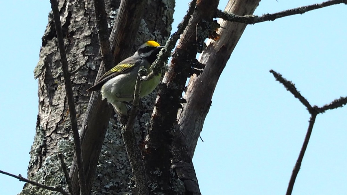 Goldflügel-Waldsänger - ML619964031