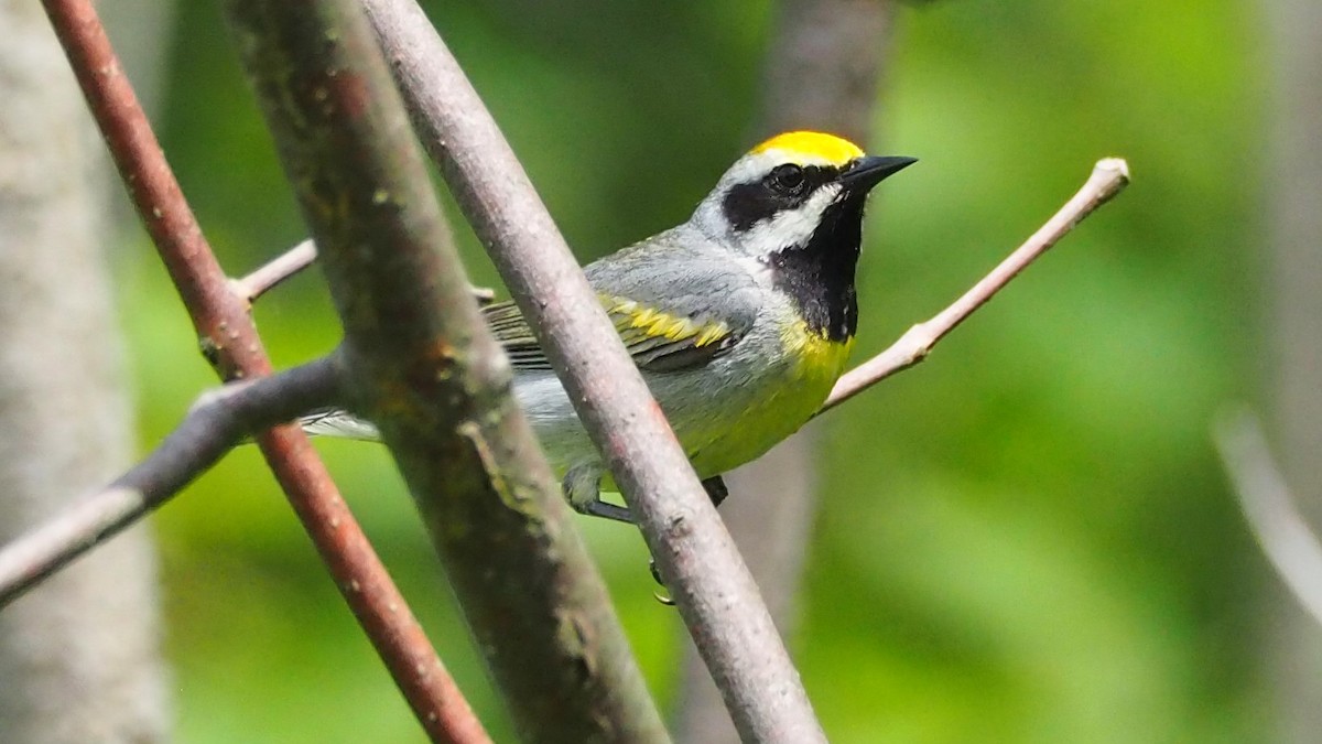 Golden-winged Warbler - ML619964033