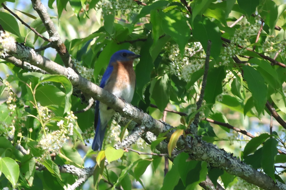 Eastern Bluebird - ML619964037