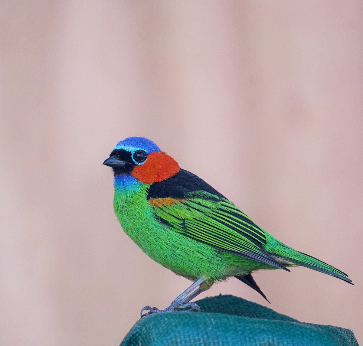 Red-necked Tanager - ML619964042