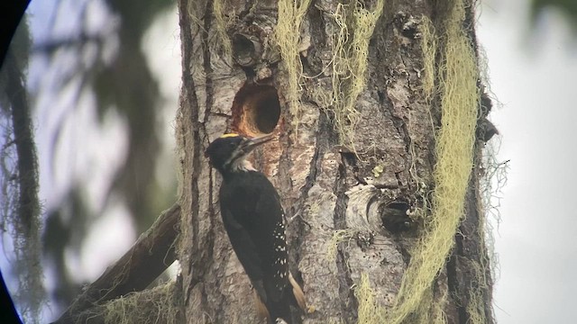 Black-backed Woodpecker - ML619964045