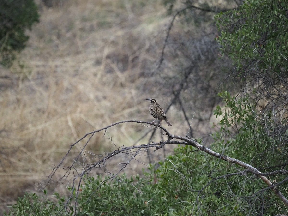 Long-tailed Meadowlark - Clemente Sanchez